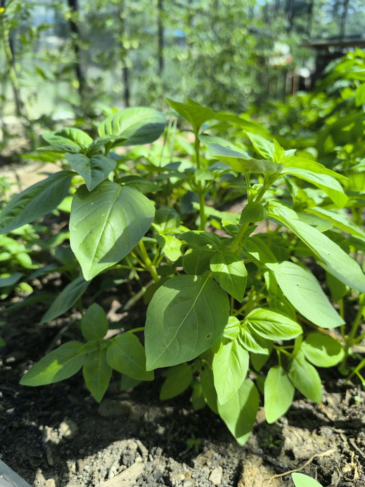 Bosje basilicum (25 gram)