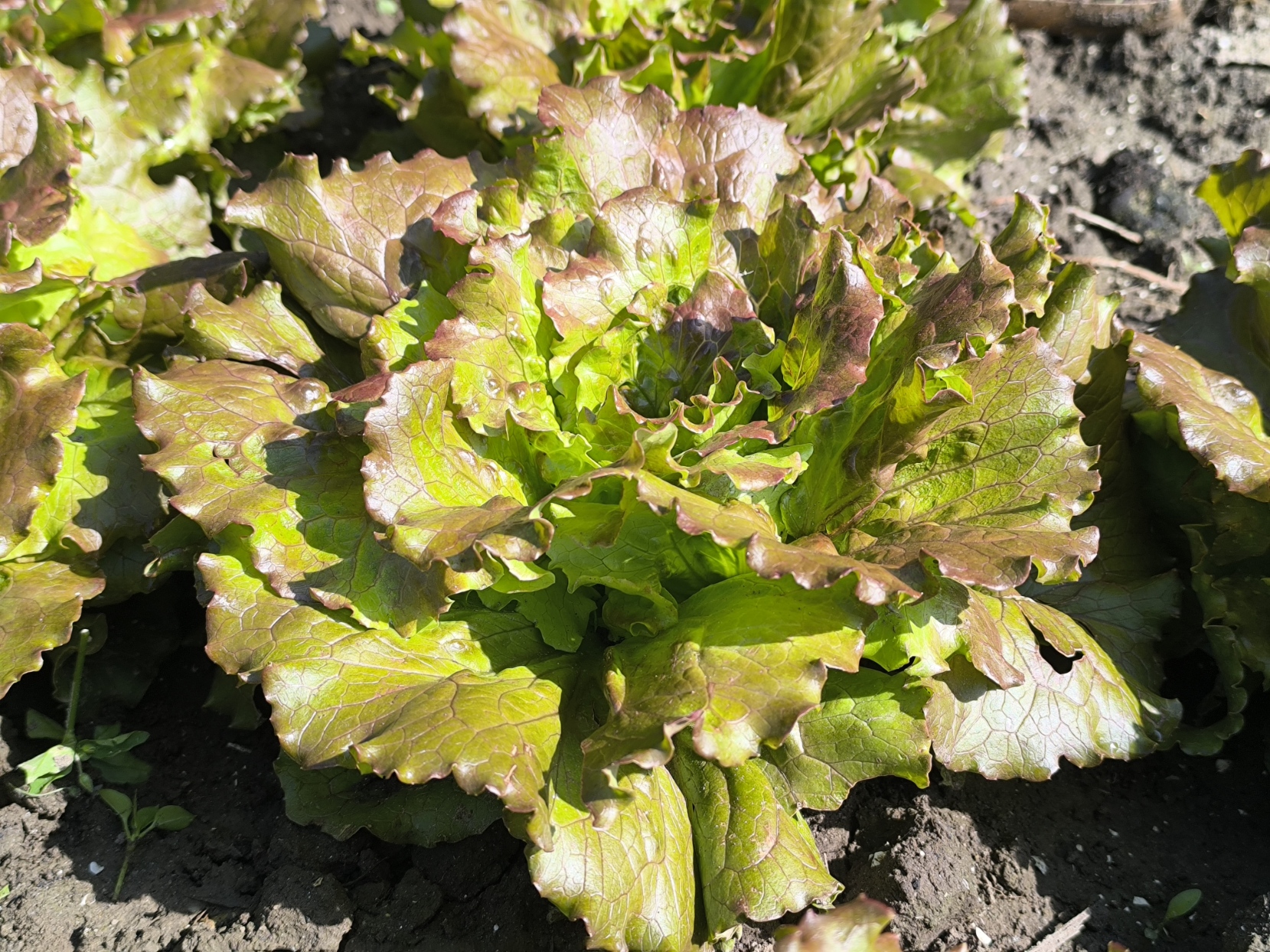 Sla krop batavia (1 krop) – Bio