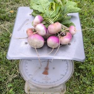 Meiraap (500 gram) Bio