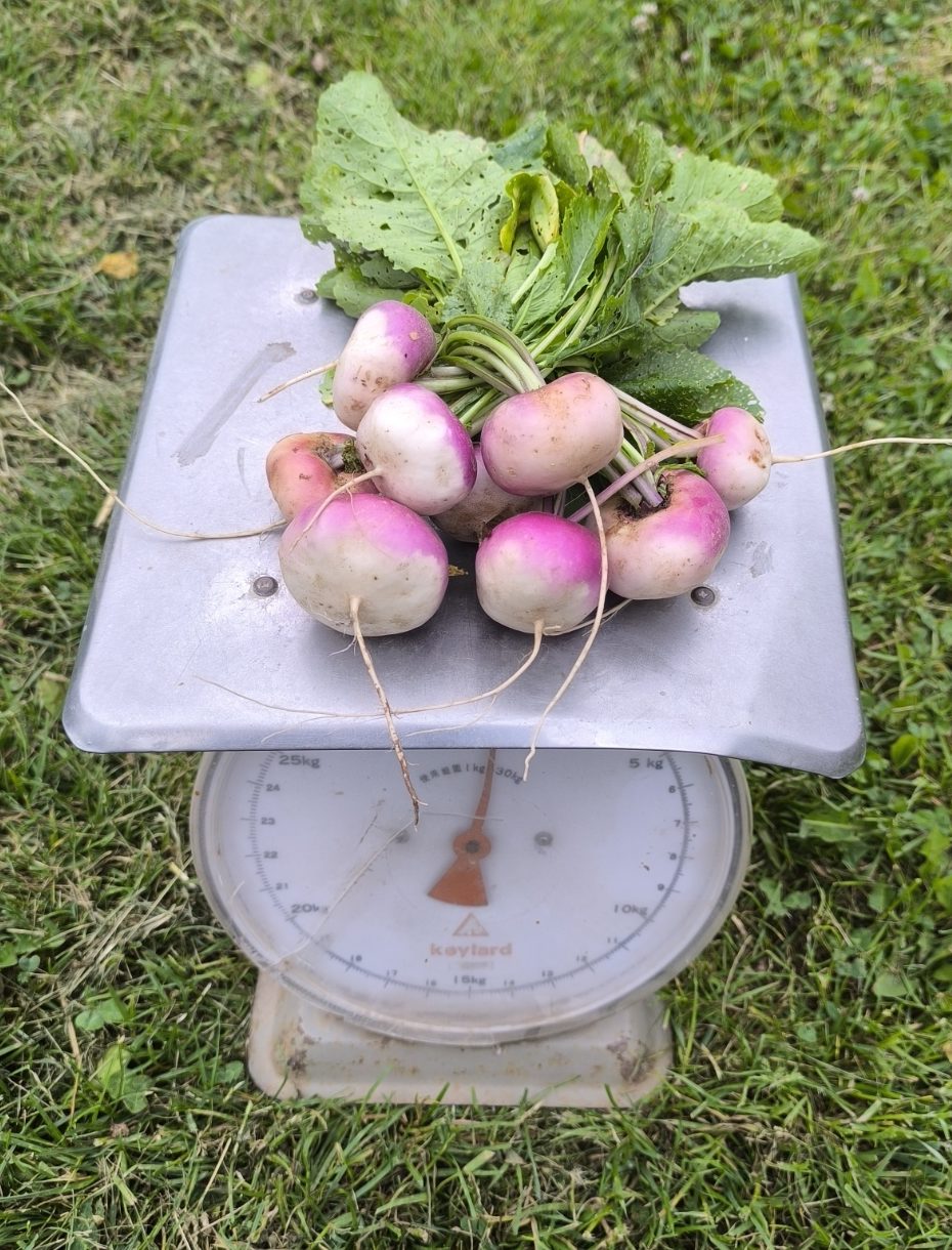 Meiraap (500 gram) Bio
