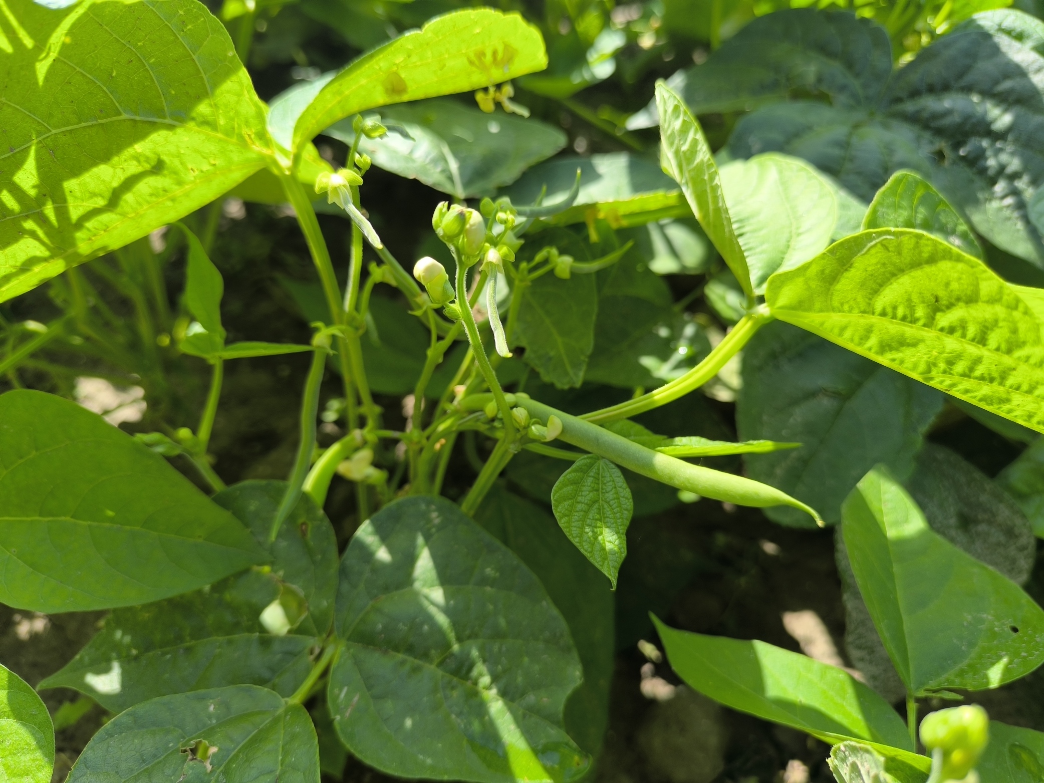 Sperziebonen (250 gram) – bio