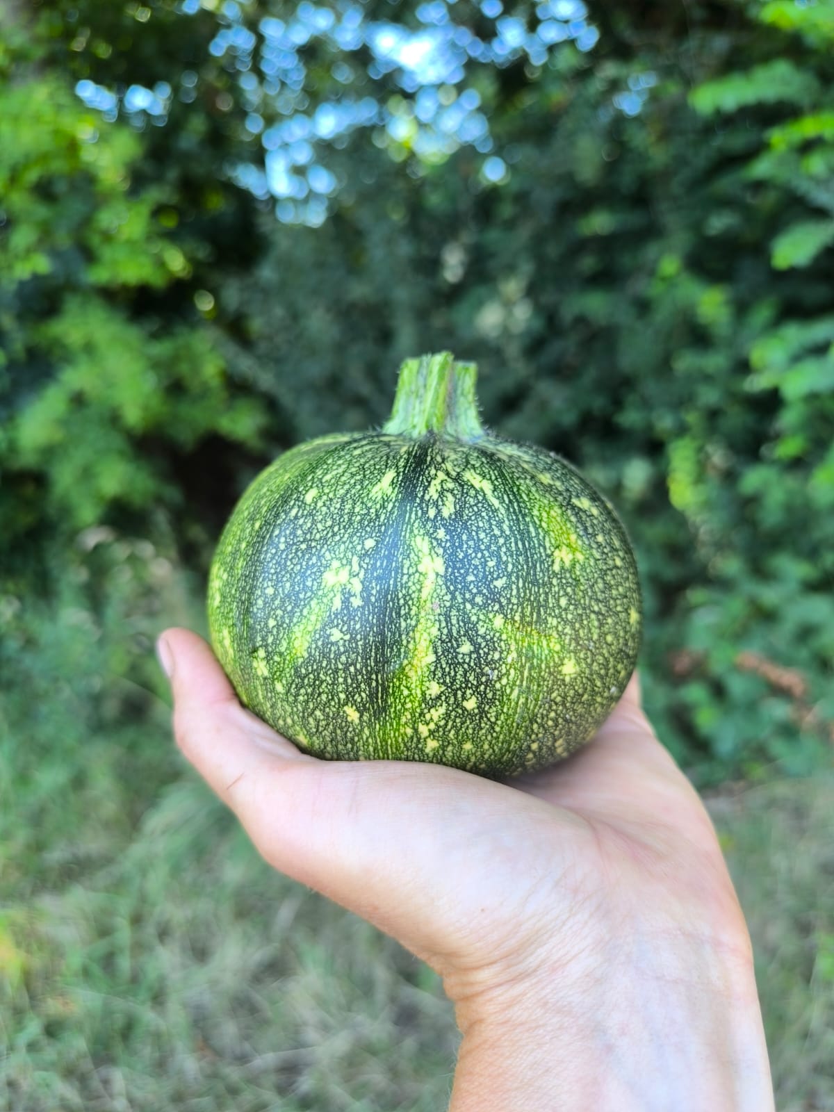 Courgette Rondino (1 stuk) – Bio