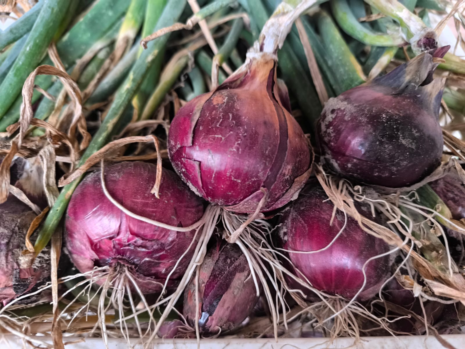 Uien rood per 500 gr – Bio