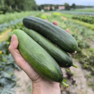 Komkommer (per stuk) Bio