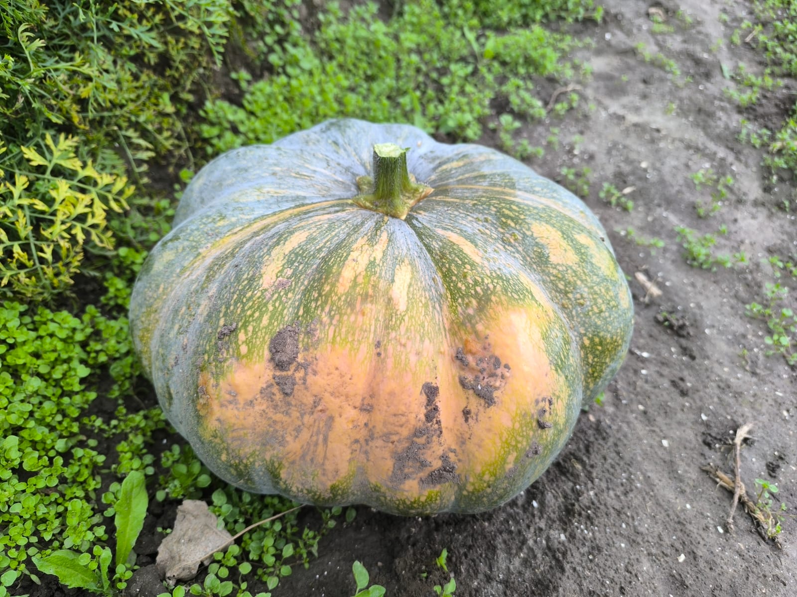 Pompoen Muscaat de Provence
