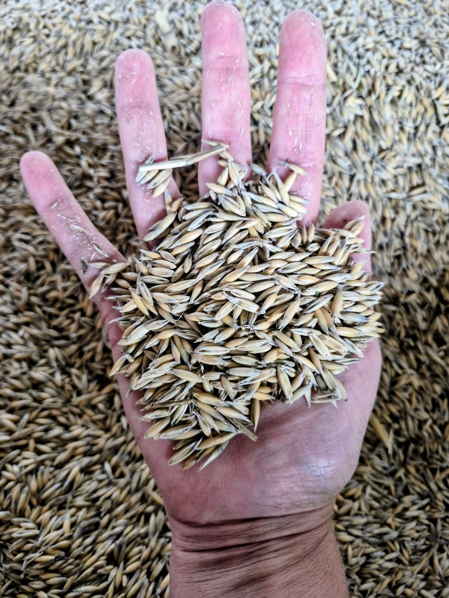 Kippenvoer, haver bio - Afbeelding 2