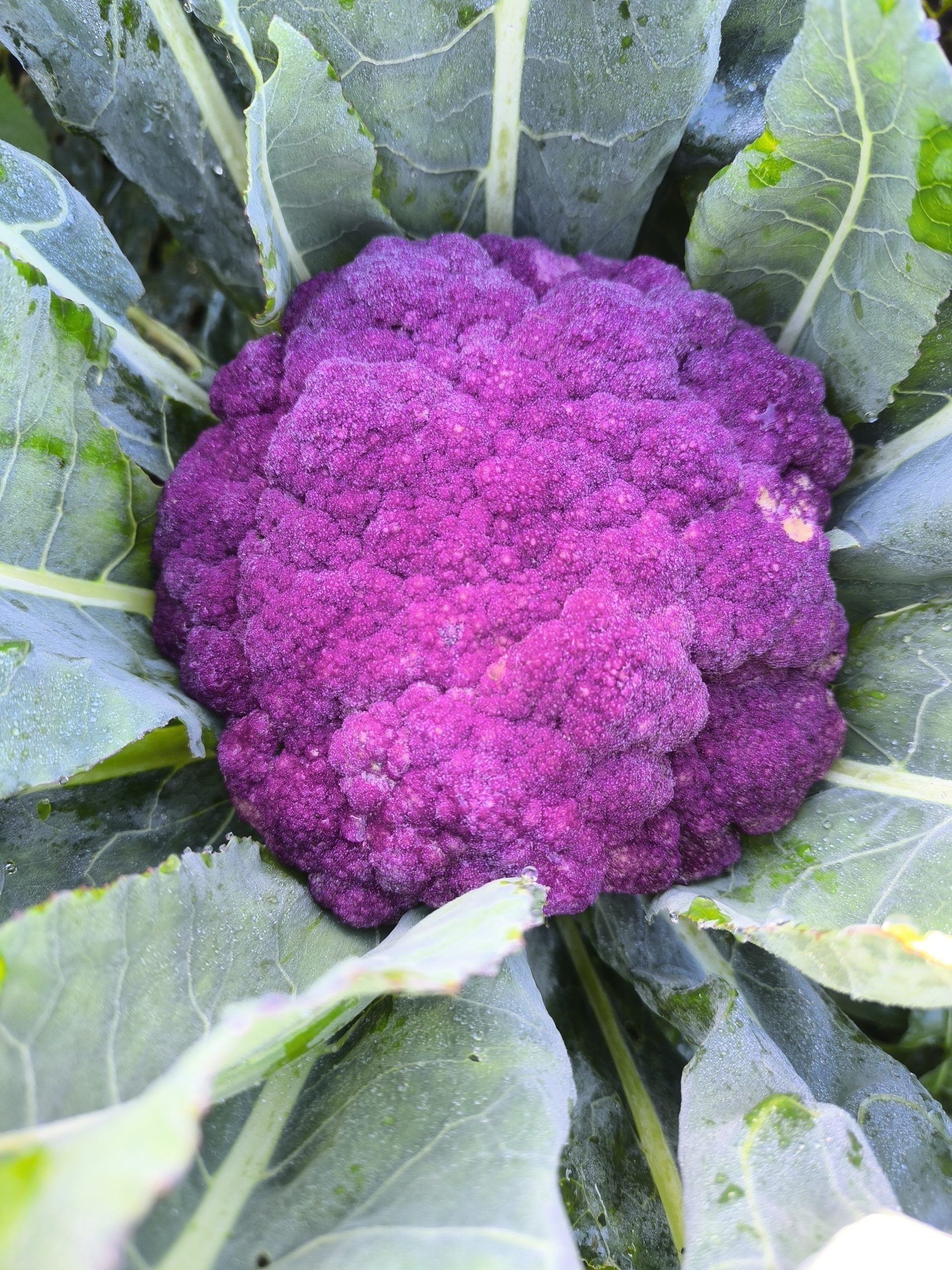 Bloemkool paars (1 stuk)- Bio